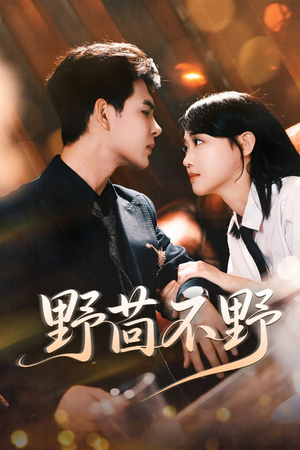 野茴不野（67集）热门短剧抢先看