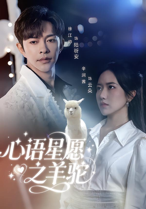 心语星愿之羊驼（60集）我真的爱了