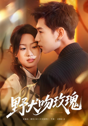 野犬吻玫瑰（70集）一起追短剧吧