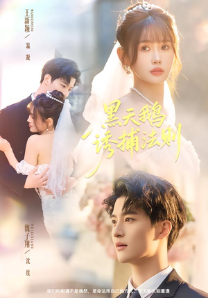 黑天鹅诱捕法册（80集）短剧追到爽